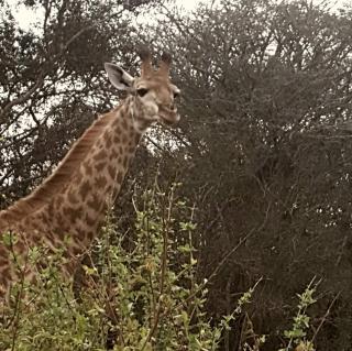 Khangela Private Game Lodge - Self Catering - Bedrooms Three-Private Chalets - Hluhluwe - Hluhluwe - 5