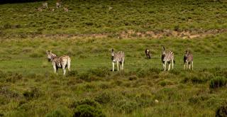 Bergplaas Nature Reserve - 2