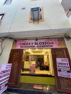 Cherry Blossom - 0