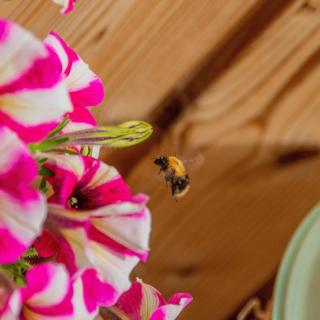 De Lepelaar - Ecohuisjes Terschelling - 4