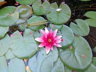 Apartment Siofok 18 - 9