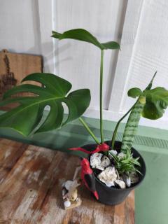 Canto da restinga - 7