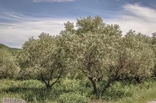 gite de charme Olivette - 8