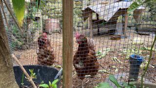 Cocon sur jardin - 1