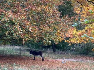 House with garden and pool near Namur - 3