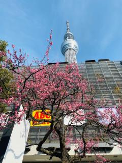 Sky Tree 2 minutes on foot-SM0215 - 9
