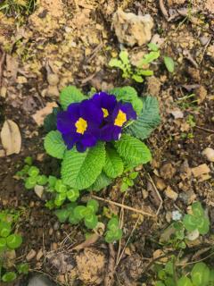 Sani's twins cottege - 7