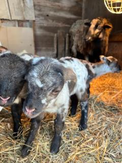 Gîtes du Saut des Cuves - 8