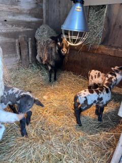 les biches du saut des cuves - 9