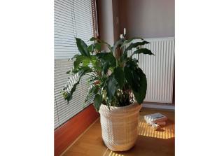 Prosperity House - 1