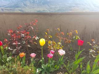 Le Rose Sul Lago - 8