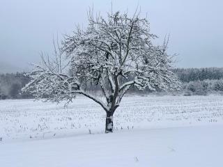 Le Milpa LXXXVIII - 7