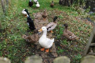 The Granary Smeeth - Smeeth - 6