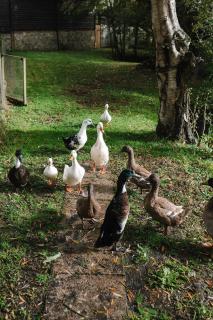 The Granary Smeeth - Smeeth - 9