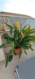 Blue Infinity Apartment - Torrevieja - 7