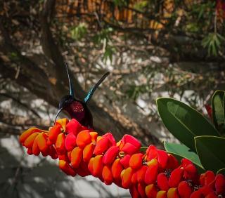 Les Bromélias chez Djo et Rosy - 8
