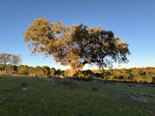 Herdade dos Calvinos Eco-Monte - 3
