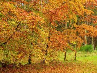 4 person holiday home in Ans By-By Traum - 5