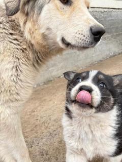 GUEST HOUSE EcoNest & HORSE RIDING TOURS TO SONG-KOL LAKE - 9