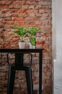 Aayu Melayu - George Town Penang - George Town - 6