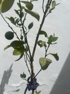 Al Mansi Luxury Retreat 1 - 9