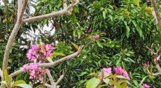 KS Quảng Trường Mỹ Tho - 2