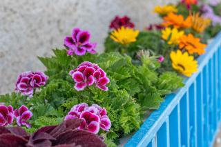 וילה הודסמן - 1