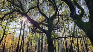 Casale Podernovo - 4