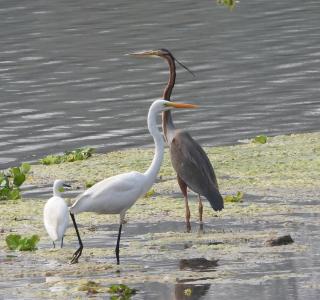 Temple chital homestay, safari and yoga - 4