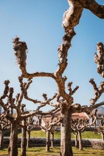 La Caleyona 1 a 5 kilómetros de Llanes y de la playa - 5