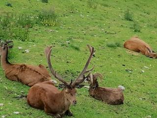 Ferienwohnung Kreuzkogler - 1
