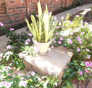 Rosy Palm Sunrise - 2