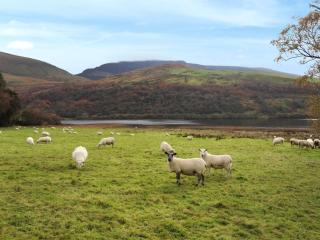 Wenallt Cottage - 4