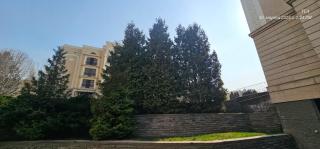 Corps Rose Velley - 0