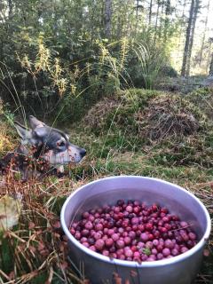 Cozy family apartment near Kalmar - 3