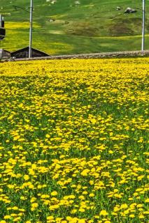 Apartment La Praula by Interhome - 9