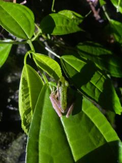 Batu Katak Jungle River & Trekking - 2