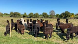 Alpaca My Bags! at Andean Alpacas - 1