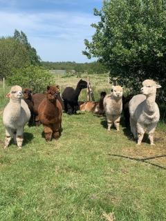 Alpaca My Bags! at Andean Alpacas - 2