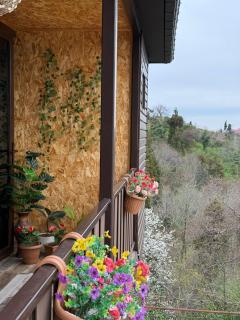 Stillwood Tsikhisdziri - 3