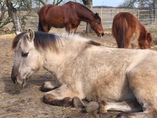 Wanderreitstation Pferdehof Jakobshagen - 1
