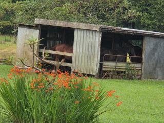 Hideaway Falls Rustic Farm House - 5