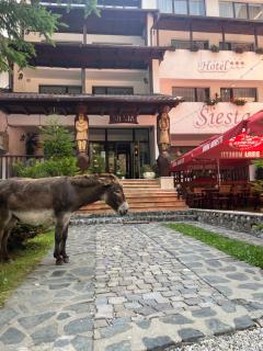 Hotel-Restaurant Siesta Balea - 8