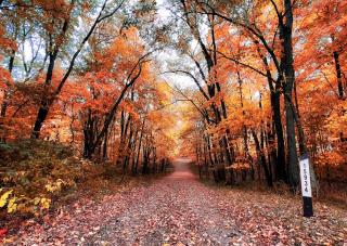 Private Wooded Getaway Hot Tub Quiet Seclusion Fire Pit Games - 4