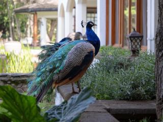 Fairmont Mount Kenya Safari Club - Nanyuki - 4