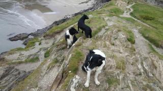 Charming Upper Solva Cottage by Beaches and Harbour - 5