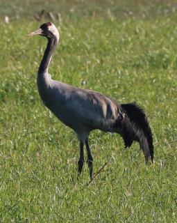Logeerderij Het Landleven met jacuzzi en Finse sauna Achterhoek - 9