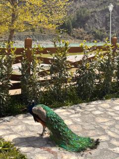 Sancho Farm Albania - 7