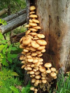 Perla Sarisorului - 9