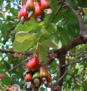 Villa Nibbhana - Entire villa - 8